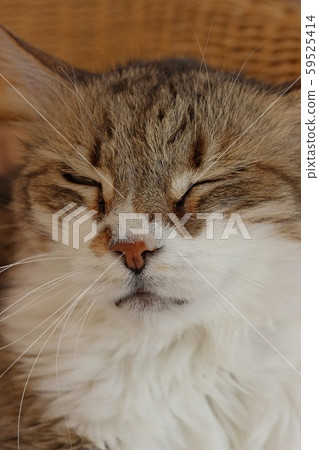 My sweet female old cat. My sweet female old cat. 59525414