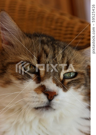 My sweet female old cat. My sweet female old cat. 59525416