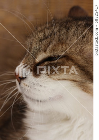 My sweet female old cat. My sweet female old cat. 59525417