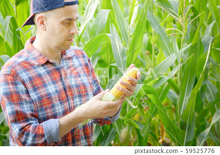 Middle age caucasian Farmer in cap hold fresh Middle age caucasian Farmer in cap hold fresh 59525776
