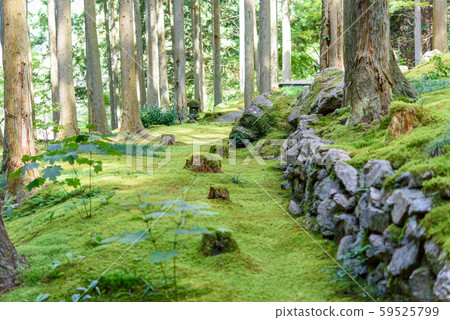 Photo: Moss persimmon, moss rather, moss, forest, forest, nature 59525799