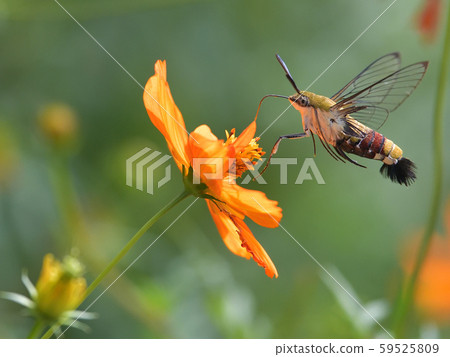 Oosakashiba的羽毛像蜜蜂，蝴蝶似的嘴，鳥似的後背，蝦似的尾巴 59525809