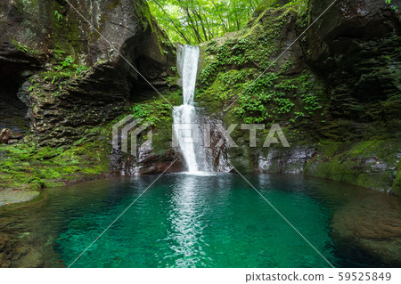 Oshiraji Falls, Yaita City, Tochigi Prefecture (August) 59525849