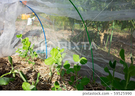 豌豆和蠶豆的栽培 豌豆和蠶豆的栽培 59525990