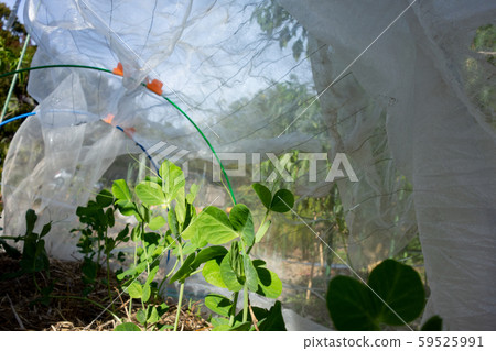 蠶豆栽培 59525991