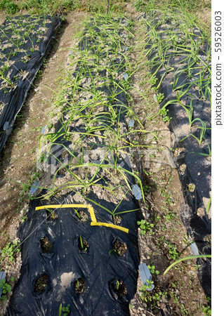 大蒜的培育和發芽 59526003