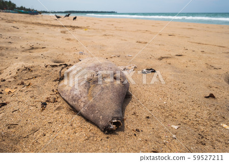 Dead fish on sandy tropical beach on blue sky. Dead fish on sandy tropical beach on blue sky. 59527211