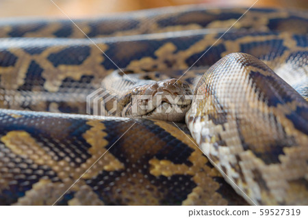 A yellow snake in tropical forest, natural 59527319