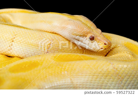 A yellow snake in tropical forest, natural 59527322