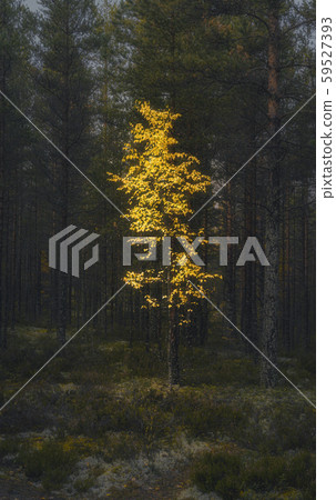 Lonely yellow birch tree in the dark forest. Vertical background 59527393