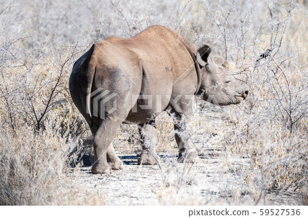 Black Rhinoceros Browsing under a tree. Black Rhinoceros Browsing under a tree. 59527536