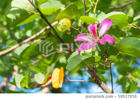 Pink Choco flower bouquet Pink Choco flower bouquet 59527858