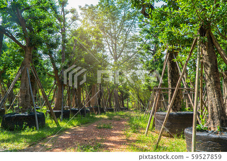 Large trees are well cultivated for sale. Large trees are well cultivated for sale. 59527859