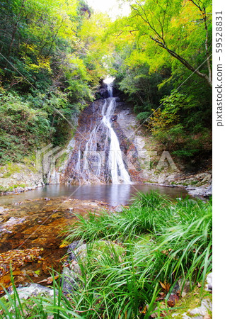 Jokoji Falls 2019-11-10 Colored leaves begin to be colored (Iwado, Takachiho, Miyazaki Prefecture) 59528831