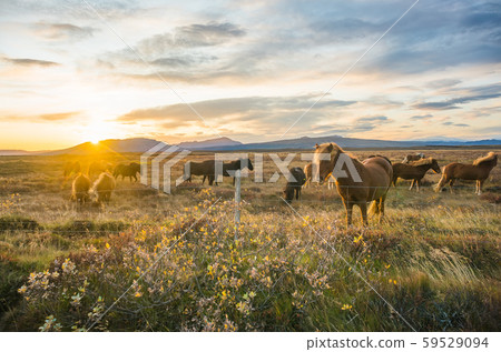 Group of Icelandic Horses in pasture with mountains background 59529094