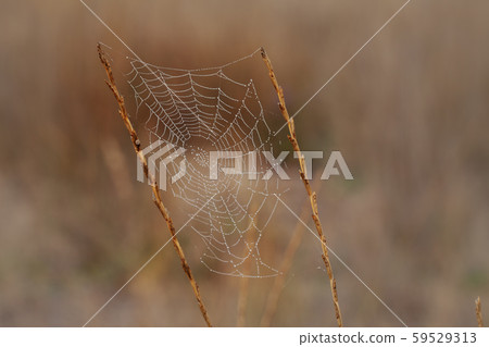 Spider web with dew drops Spider web with dew drops 59529313