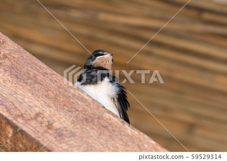 Baby bird of swallow sits on sunlit wooden beam Baby bird of swallow sits on sunlit wooden beam 59529314