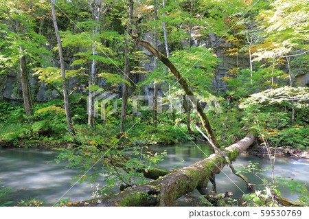 [青森]奧入瀨山stream屏風 59530769