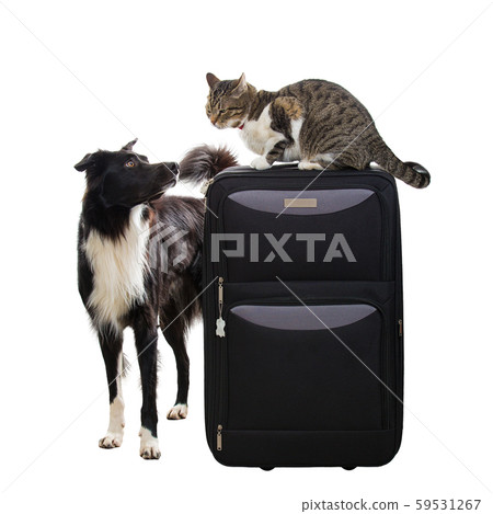 cat and dog planning vacation 59531267