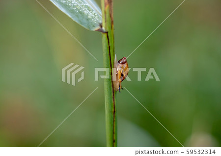 Big snail in shell crawling on grass or reed of corn, summer day in garden. Big snail in shell crawling on grass or reed of corn, summer day in garden. 59532314