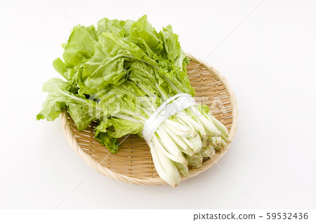 桑托尼亞 桑托尼亞 59532436