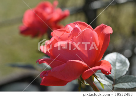 Rose (Super Star) 59532493