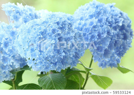 八仙花屬藍色花自然背景 59533124