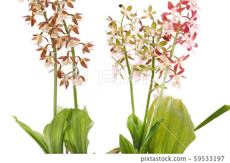 Evine orchid reddish brown flower white background 59533197