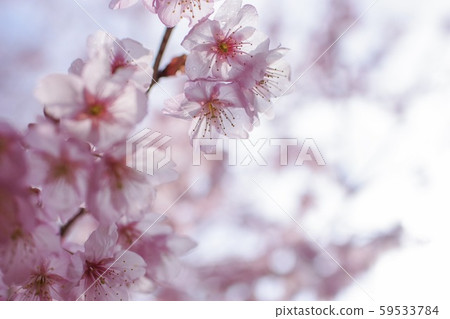 Hatsumi Yozakura Hatsumi Yozakura 59533784