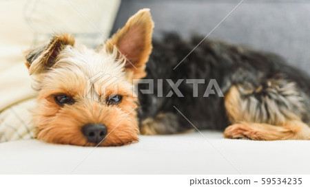 The Yorkshire Terrier slipping on a couch, sofa. The Yorkshire Terrier slipping on a couch, sofa. 59534235