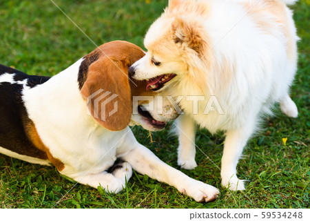 Two dogs playing on a green grass outdoors. Beagle 59534248