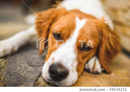 Epagneul Breton, Brittany Spanie closeup, resting 59534252