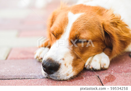 Epagneul Breton, Brittany Spanie closeup, resting Epagneul Breton, Brittany Spanie closeup, resting 59534258