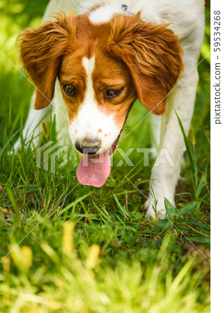 Epagneul Breton, spaniel breton, Brittany Spaniel, 59534268