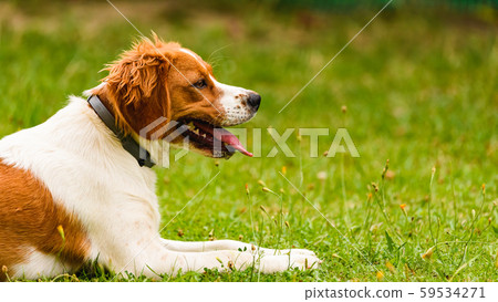 Epagneul Breton, spaniel breton, Brittany Spaniel, Epagneul Breton, spaniel breton, Brittany Spaniel, 59534271