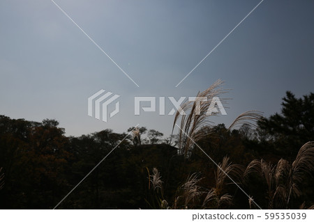 從三池公園的山丘上欣賞森林 從三池公園的山丘上欣賞森林 59535039