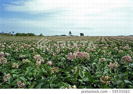 馬鈴薯田/北海道,麥加里村 馬鈴薯田/北海道,麥加里村 59535083