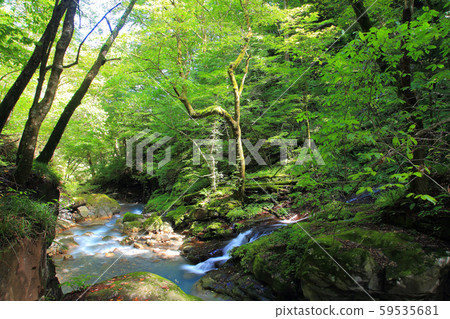 Feel negative ions. Sukkanzawa Valley 59535681