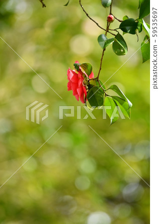 在森林裡的森林 59535697