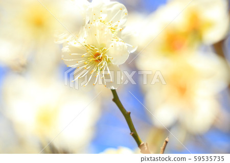 梅花 梅花 59535735