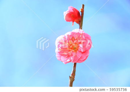 小白 小白 59535736