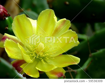 Petice cactus Petice cactus 59536309