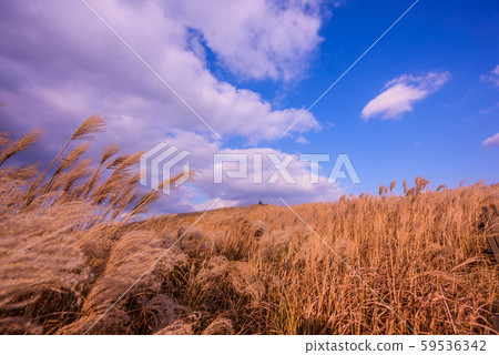 winter, the leader of a jay-sah ceremony, drink offering at the alter 59536342