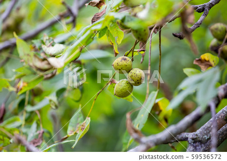 核桃果實 59536572