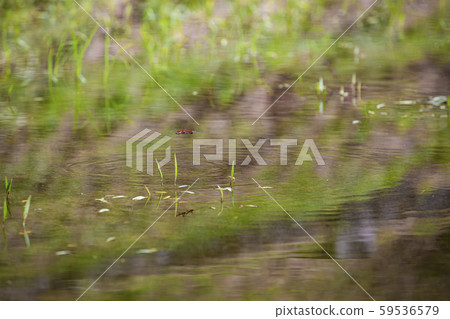 鉸接飛行中的紅色蜻蜓 59536579