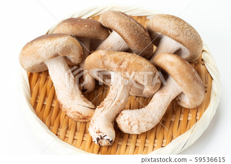 Shiitake mushroom 59536615