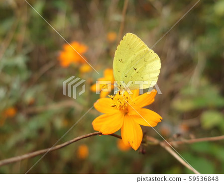 Flowers and butterflies 59536848