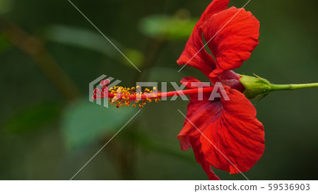 各種Mugunghwa花植物園宏照片 各種Mugunghwa花植物園宏照片 59536903