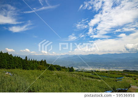 長野縣高森町果園景觀 59536958