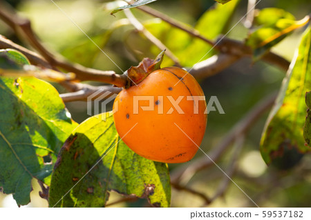 persimmon persimmon 59537182